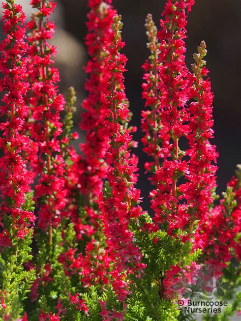 Heathers Calluna Vulgaris 'Red Beauty' from Burncoose Nurseries