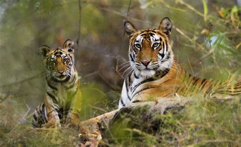 Bandhavgarh Photography Tour India- wildlife destination