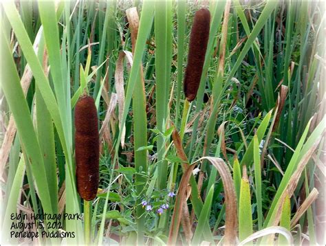 Postcards From Penelope Puddle: Bulrushes Spear Through Marchland Grasses