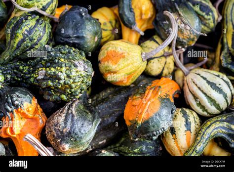 Family cucurbitaceae hi-res stock photography and images - Alamy