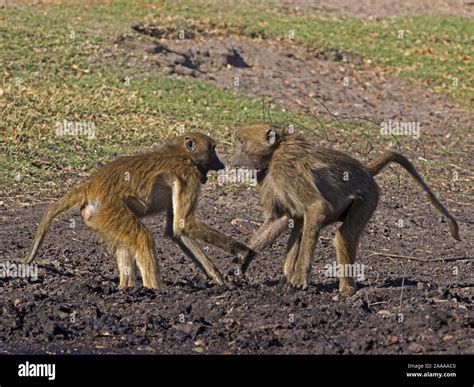 Male baboon young hi-res stock photography and images - Alamy