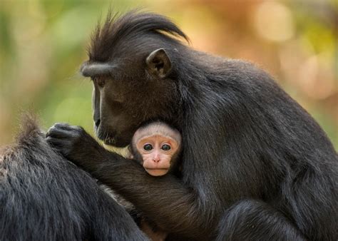 Download Baby Animal Macaque Animal Crested Black Macaque HD Wallpaper