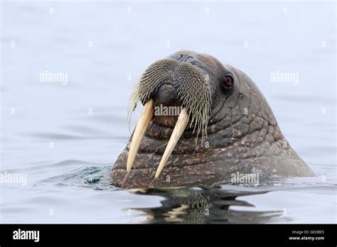 Female walrus hi-res stock photography and images - Alamy