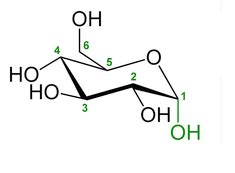 Quiz & Worksheet - Anomers | Study.com