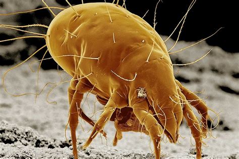 What to Know About Mites | The Family Handyman