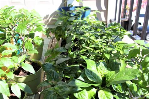 Starting Pepper Plants Indoors - When and How? - Pepper Geek