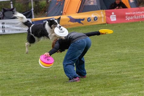 Disc Dog Training: How To, Equipment and Sport Rules - BorderCollieTalk