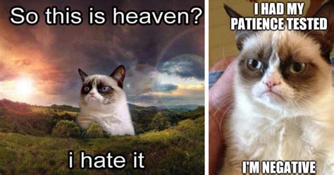 The Best Grumpy Cat Memes For The Eternally Dark Souls (32 Memes) - Animal Comedy - Animal ...