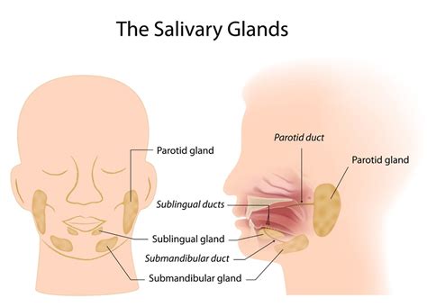 Functions of Saliva - Overall Science