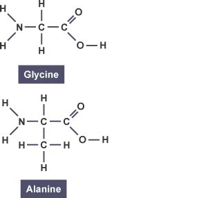 BBC Bitesize - GCSE Biology - Biological molecules - Revision 4