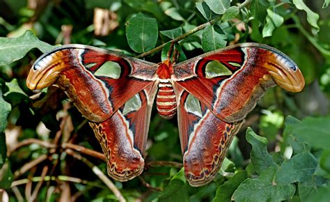 Atlas Moth (Attacus atlas) - a photo on Flickriver