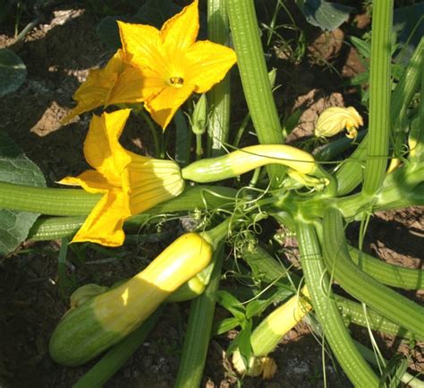 Summer Squash | Home & Garden Information Center