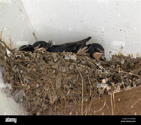 Barn Swallow nest Stock Photo - Alamy