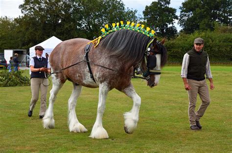 Equine 411: All About The Shire Horse Breed