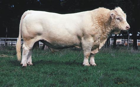 Charolais | Dual-Purpose, Beef Production & French Origin | Britannica