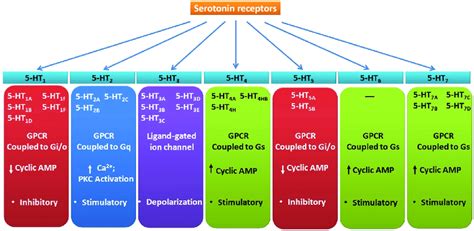 Classification and characteristics of serotonin receptors. | Download Scientific Diagram