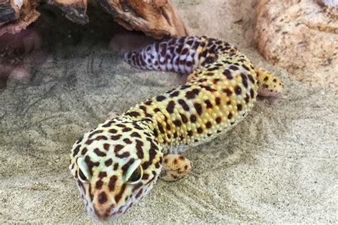 Meet our Leopard Gecko: Lenard - Kidspace Children's Museum