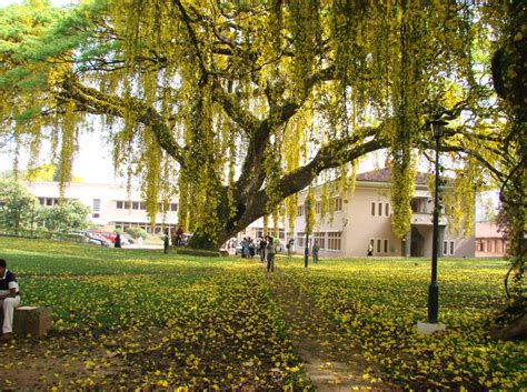 waterfalls of srilanka: BEAUTY OF UNIVERSITY OF PERADENIYA.