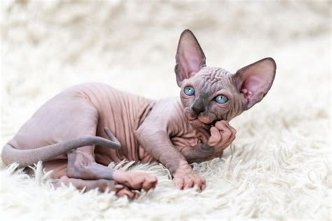 13 Sphynx Cat Breeders - The Best Of The Best