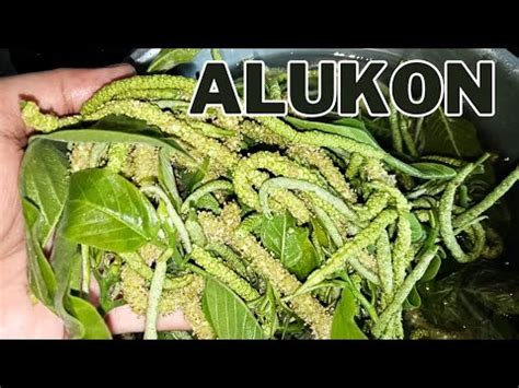 RARE VEGETABLE| Birch Flower| Alukon - YouTube