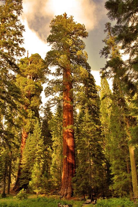 sequoia trees | Sequoia tree, Old trees, Giant sequoia trees