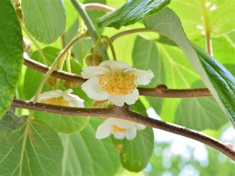 Kiwi Plant Pollination - Is A Kiwi Plant Self-Pollinating