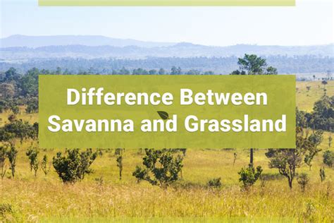 What Distinguishes the Savanna and Grassland Biomes