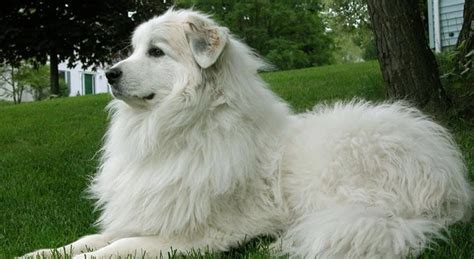 23+ Great Pyrenees Big Fluffy Dog Breeds - l2sanpiero