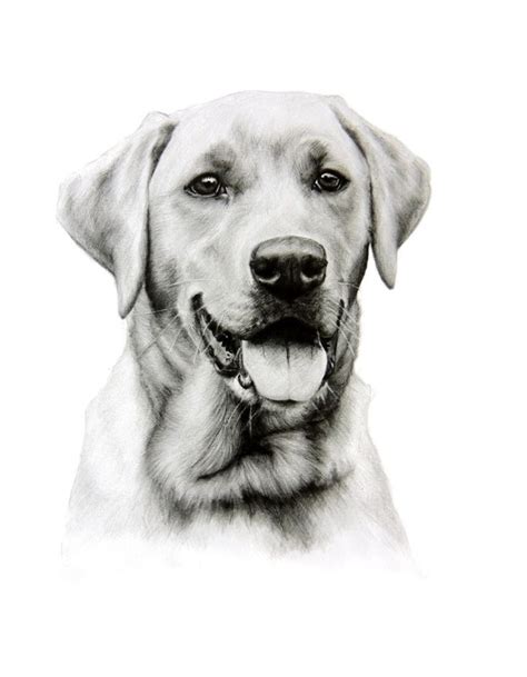 Pencil Drawings Of Labradors