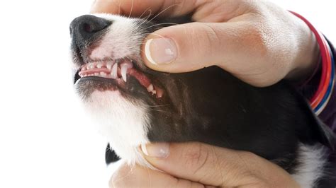 Puppy Teething and Teeth: Timeline, Symptoms, Survival and Care