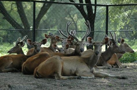 Nehru Zoological Park Hyderabad, Timings, Entry Fee, Address