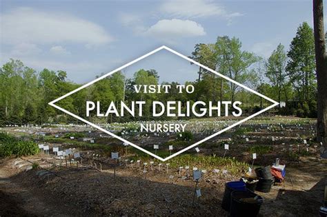 A Visit to Plant Delights Nursery | Plants, Nursery, Cool plants