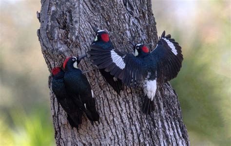 Acorn Woodpecker | San Diego Bird Spot