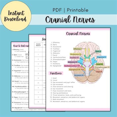 Cranial Nerves Study Guide BUNDLE, Nursing Cheat Sheet, Cranial Nerves ...