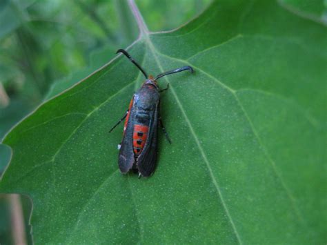 Signs of Squash Vine Borer Damage and How to Control It