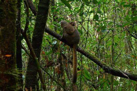 Golden bamboo lemur with baby | Ryan Tolene | Flickr