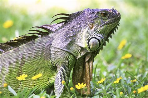 Iguana meat a popular food source - Chicago Sun-Times