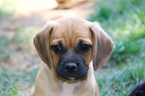 Available Puggle Puppies | Puggle Puppies