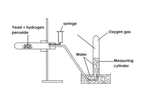 Catalase Reaction Diagram