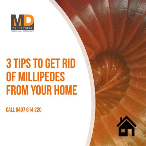 3 tips to get rid of millipedes from your home - MD Pest Control