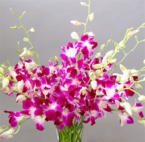 Orchid Flowers - A Close Up | Orchidaceous! Orchid Blog