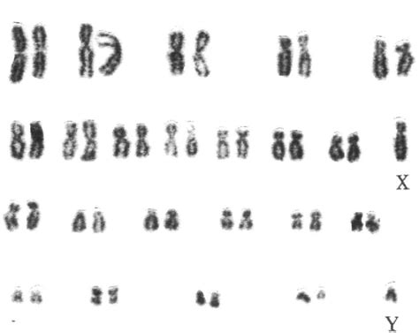 Figure 3 from Establishment and characterization of a cytotrophoblast ...