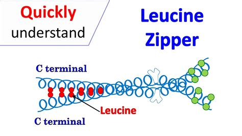 Leucine zipper motif - YouTube