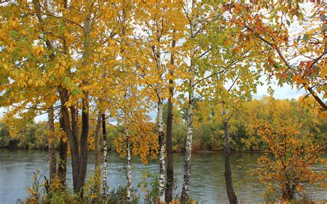 Autumn trees on the river side wallpaper - Nature wallpapers - #38806