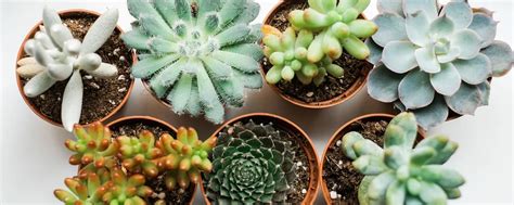 11 Colorful Succulents to Make Your Garden Pop | ProFlowers