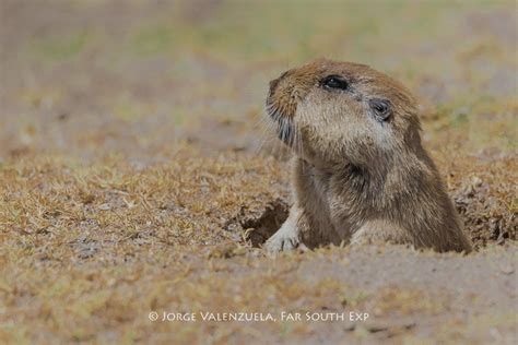 Observación del Tuco-tuco de Atacama | Fauna del Desierto de Atacama