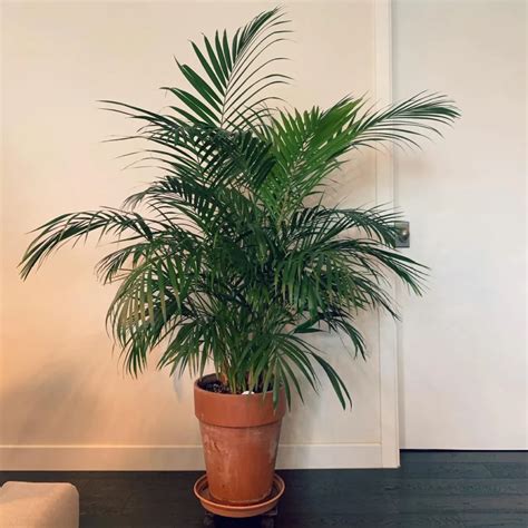 Areca Palm Care Guide for Lush Indoor Growth