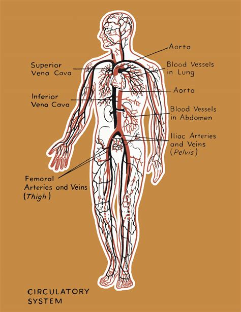 Circulatory System Organs and Their Functions