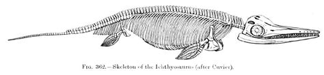 Dinosaur Skeletal Reconstruction Prehistoric Animal Bones - Ichthyosaurus Skeleton - 2 Sharp