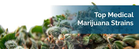 Top Medical Marijuana Strains - Marijuana Doctors